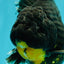 KING KONG AAA Grade Broadtail Dark Kirin Oranda Female 7.5 inches #080726OR_01