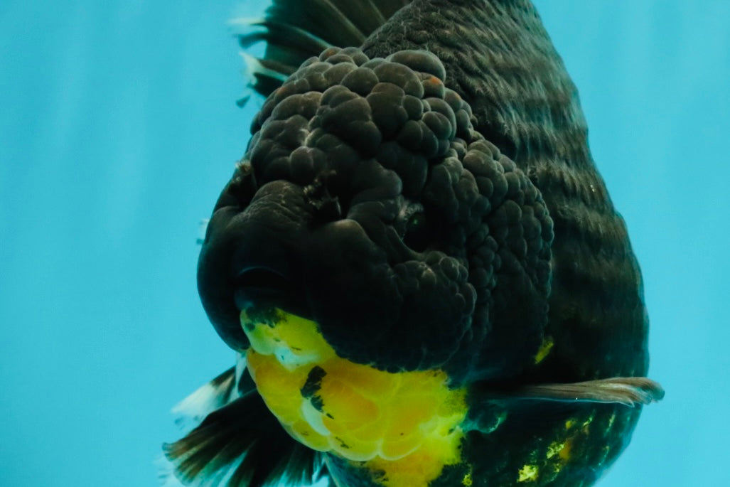 KING KONG AAA Grade Broadtail Dark Kirin Oranda Female 7.5 inches #080726OR_01
