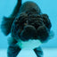 Black Lionchu Female 3.5 inches #0825LC_16