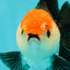 A Grade Tricolor Oranda Male 4.5 inches #110124OR_10