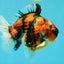A Grade Tiger Yuanbao Male 5.5 inches #041726YB_15