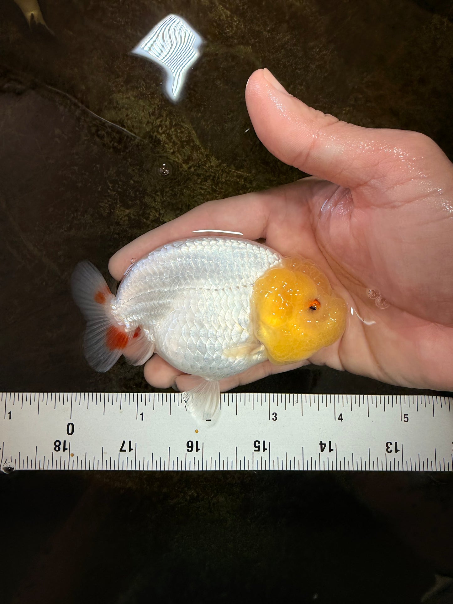 AAA Grade Young Lemonhead LionQueen 4 inches #101025LC_06