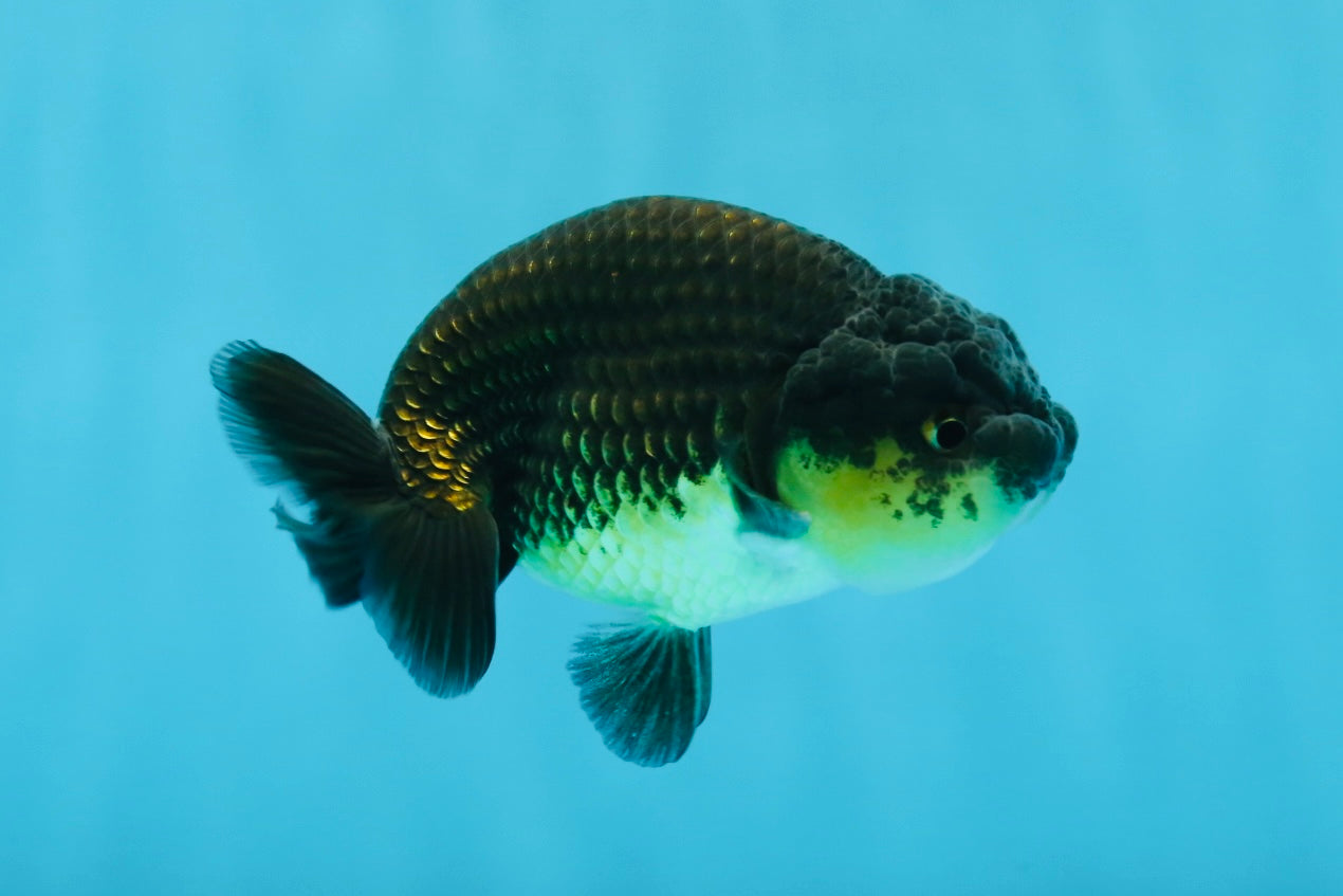 Black Gold Ranchu Female 4 inches #0726RC_34 – Jimmy Goldfish