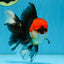 A Grade Tricolor Oranda Male 5.5 inches #081525OR_26