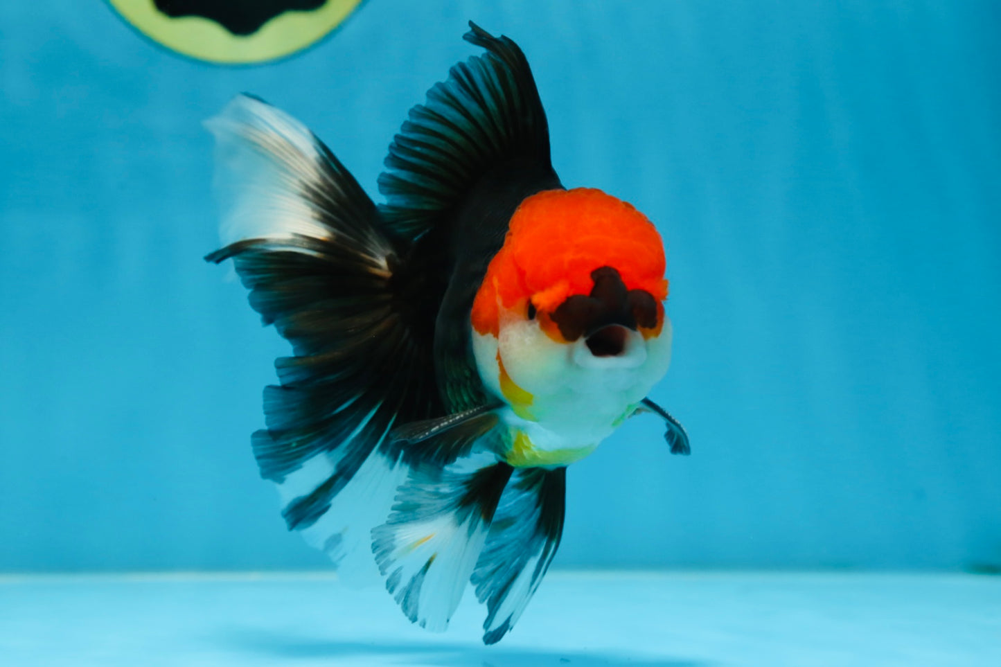 A Grade Tricolor Oranda Male 5.5 inches #081525OR_26
