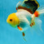 A Grade Butterfly White Orange Oranda Female 5.5 inches #062725OR_23