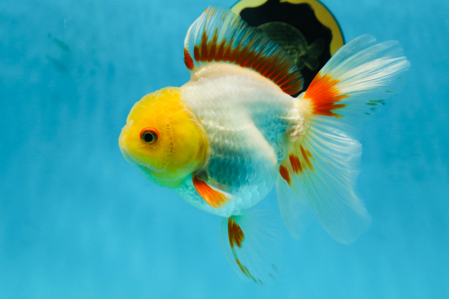 A Grade Butterfly White Orange Oranda Female 5.5 inches #062725OR_23