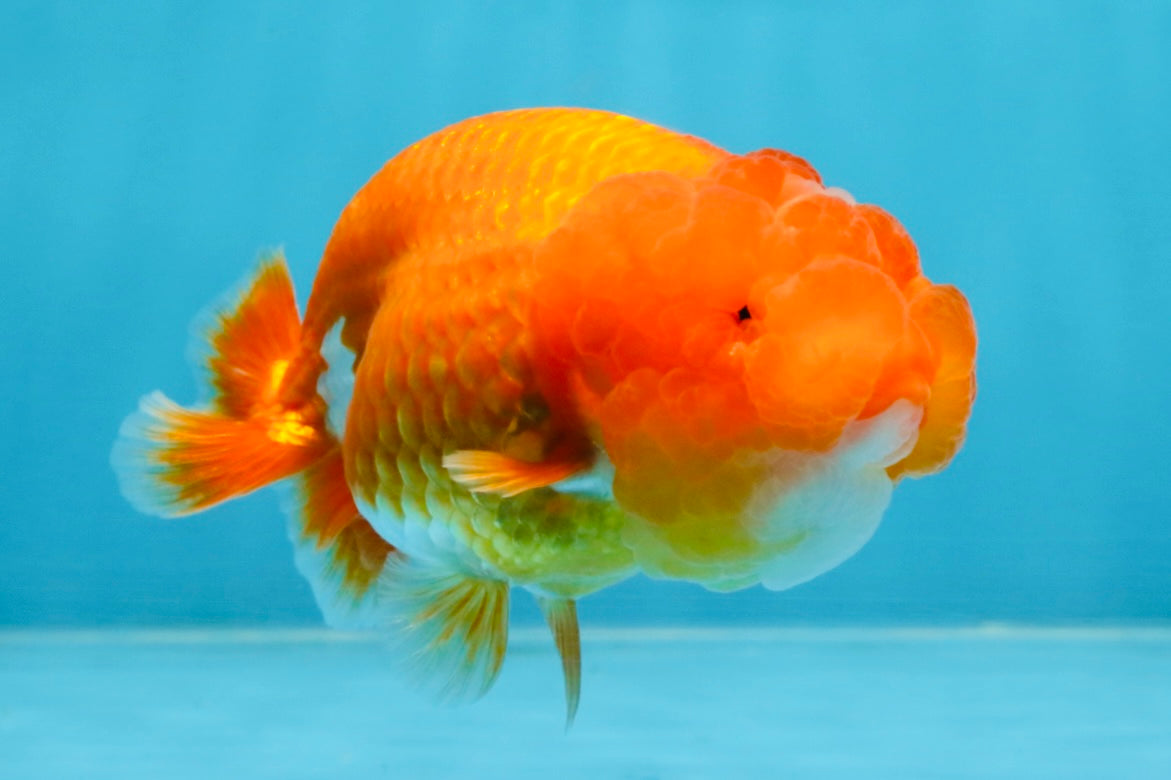 AAA Grade Red White LionQueen 4 inches #103125LC_25