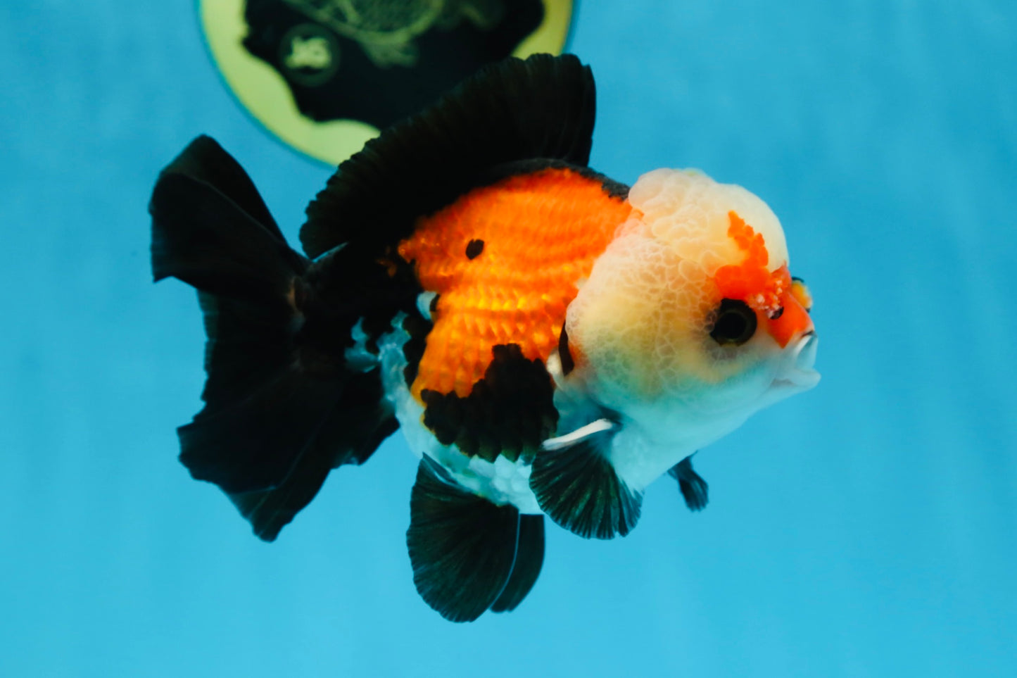 A Grade Adorable Pompom Tricolor Yuanbao Male 4-4.5 inches #071125YB_19