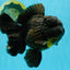 BULLDOG A Grade Godzilla Black Oranda 6.5 inches #022726OR_13