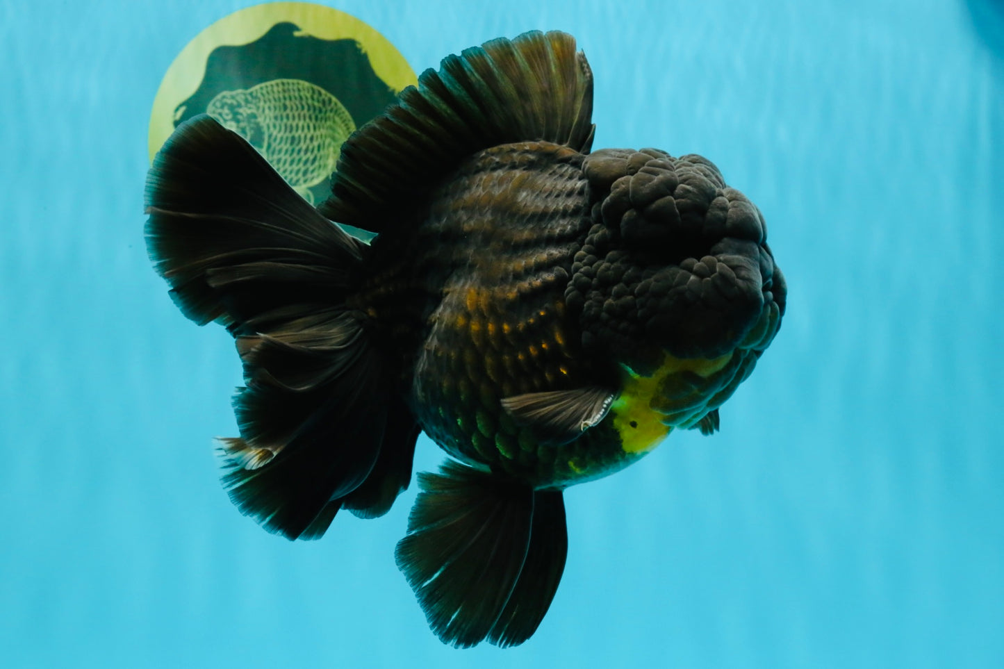 BULLDOG A Grade Godzilla Black Oranda 6.5 inches #022726OR_13