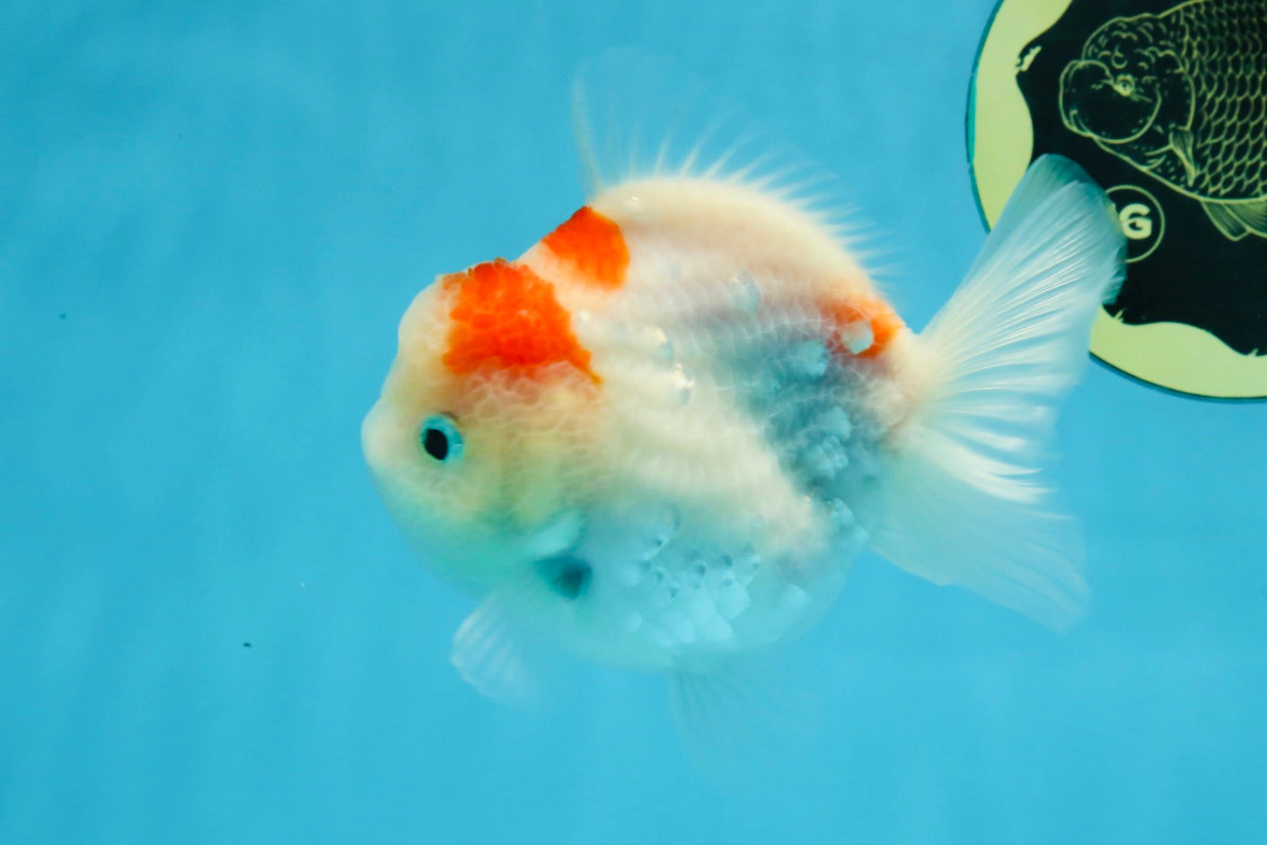 A Grade Sakura Yuanbao Female 4 inches #103125YB_07