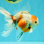 Sanke Oranda Male 5.5 inches #082826OR_04
