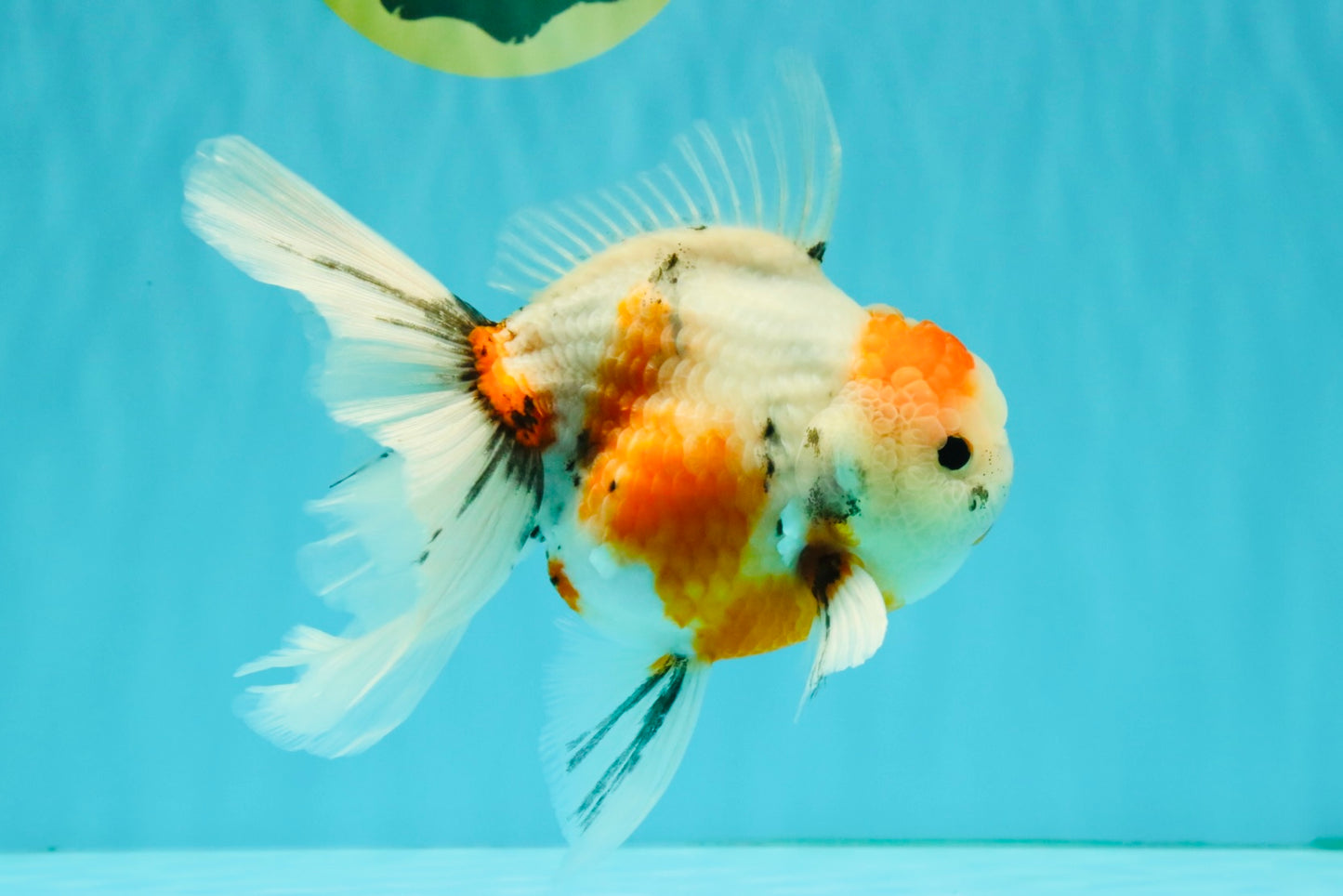 Sanke Oranda Male 5.5 inches #082826OR_04