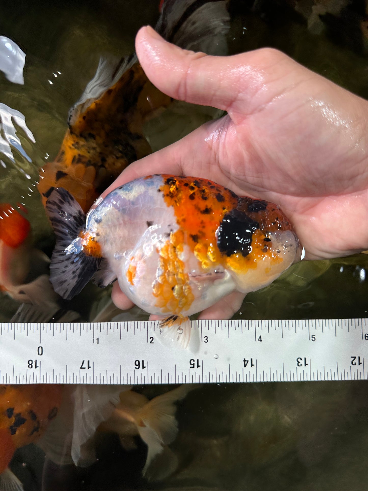 A Grade Calico LionKing 4.5-5 inches #052325LC_14