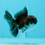 Panda Oranda Male 3-3.5 inches #1004OR_30