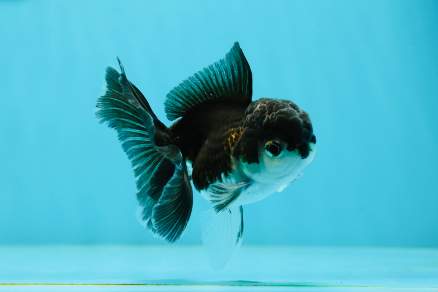 Panda Oranda Male 3-3.5 inches #1004OR_30