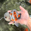 A Grade Marble Oranda Male 5.5 inches #050126OR_13