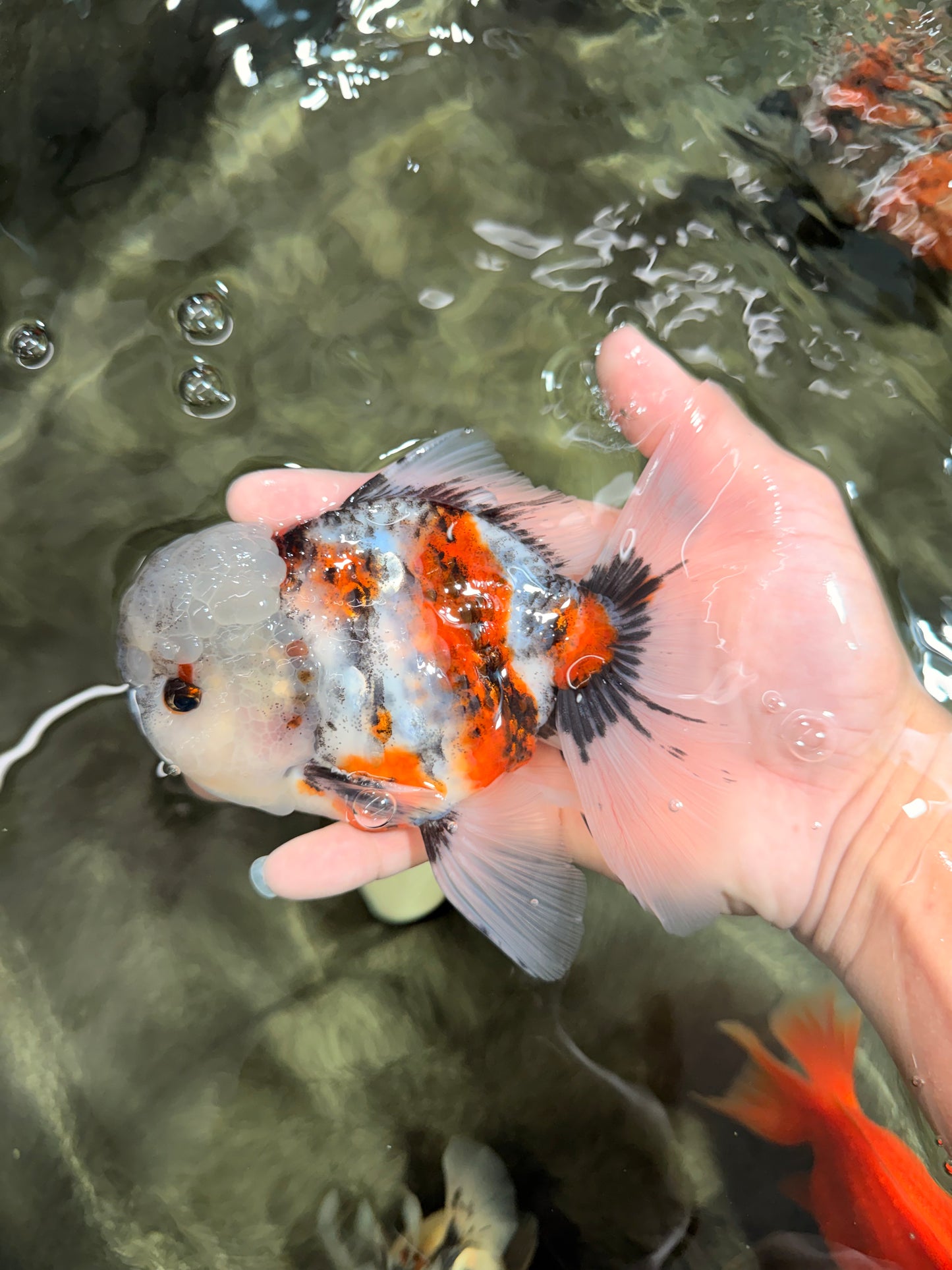A Grade Marble Oranda Male 5.5 inches #050126OR_13