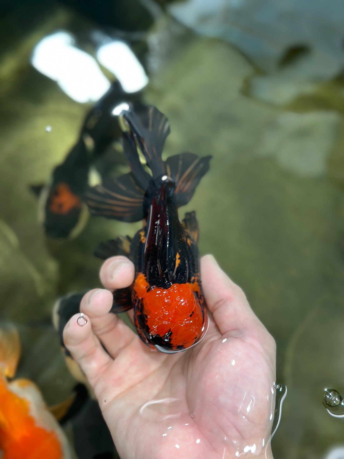 A Grade Stunning Lava Oranda Female 5 inches #010325OR_02