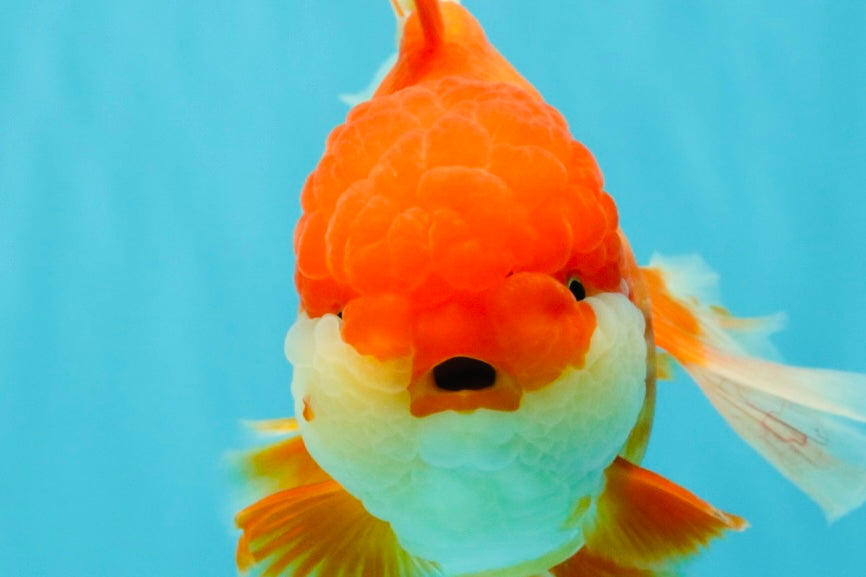 JUMBO A Grade Godzilla Red White Oranda Male 7 inches #031326OR_03