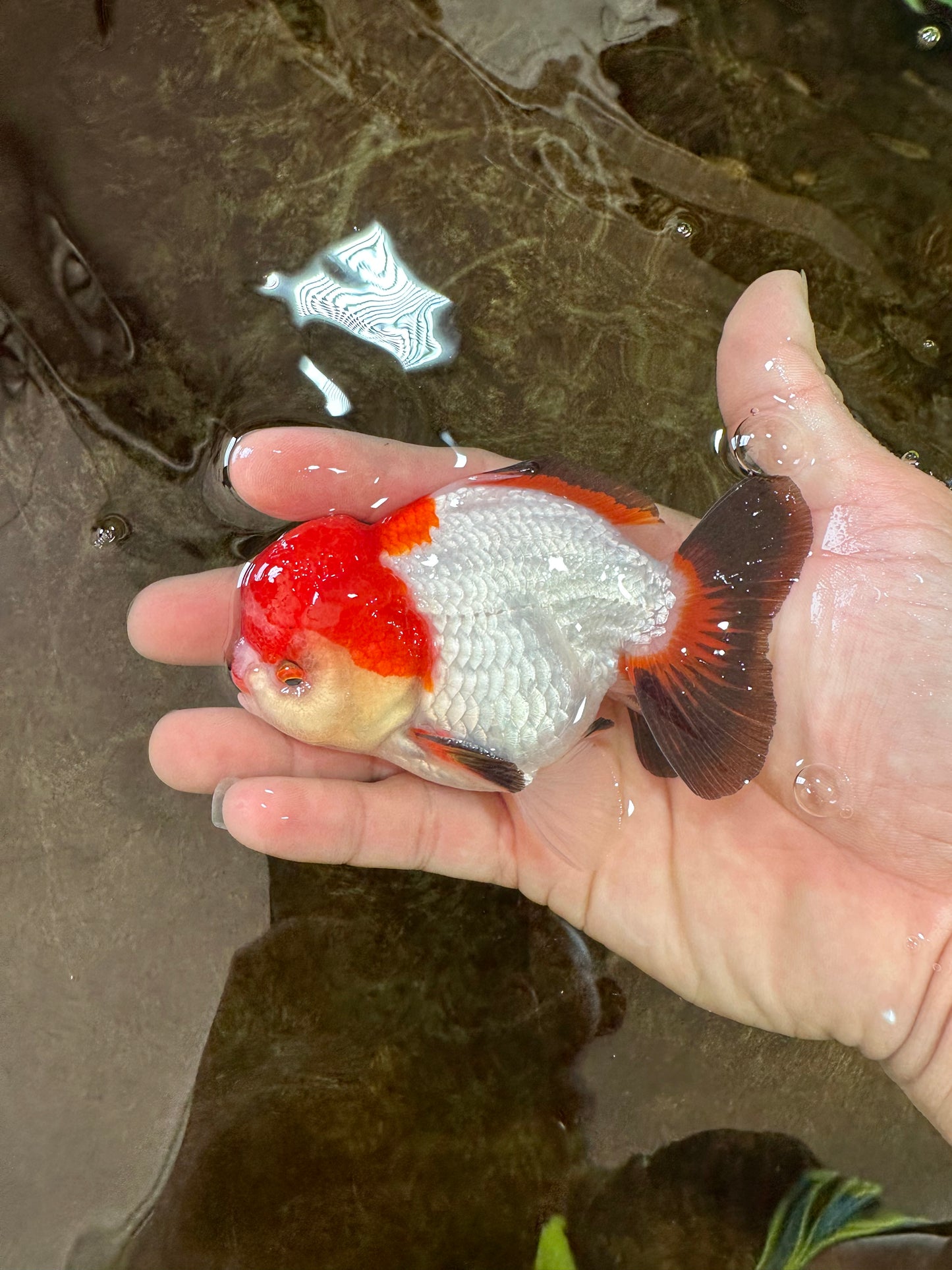 A Grade Pompom Tricolor Yuanbao Male 4 inches #071125YB_17