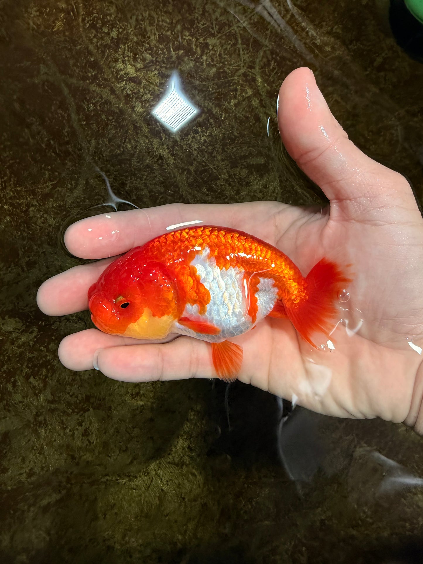 Red White Lionchu Female 4 inches #121225LC_10