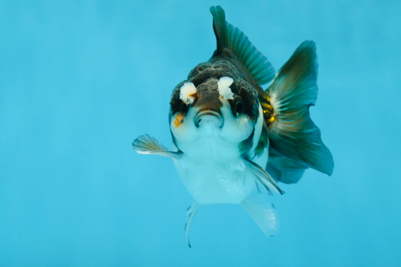 Pompom Panda Yuanbao Male 4 inches #052325YB_28