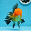 A Grade Apache Oranda Male 5 inches #0906OR_32