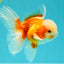 A Grade Jade Head Red White Oranda Male 5.5 inches #102326OR_07