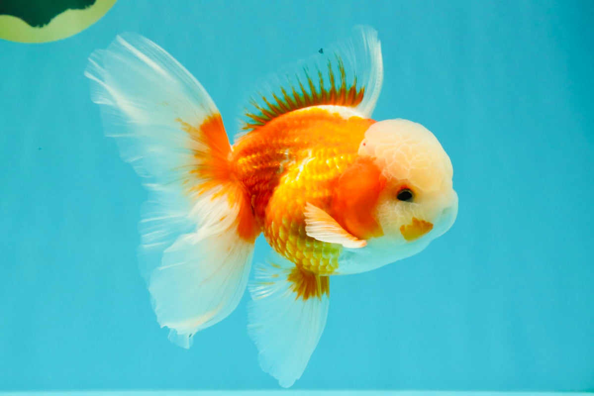 A Grade Jade Head Red White Oranda Male 5.5 inches #102326OR_07
