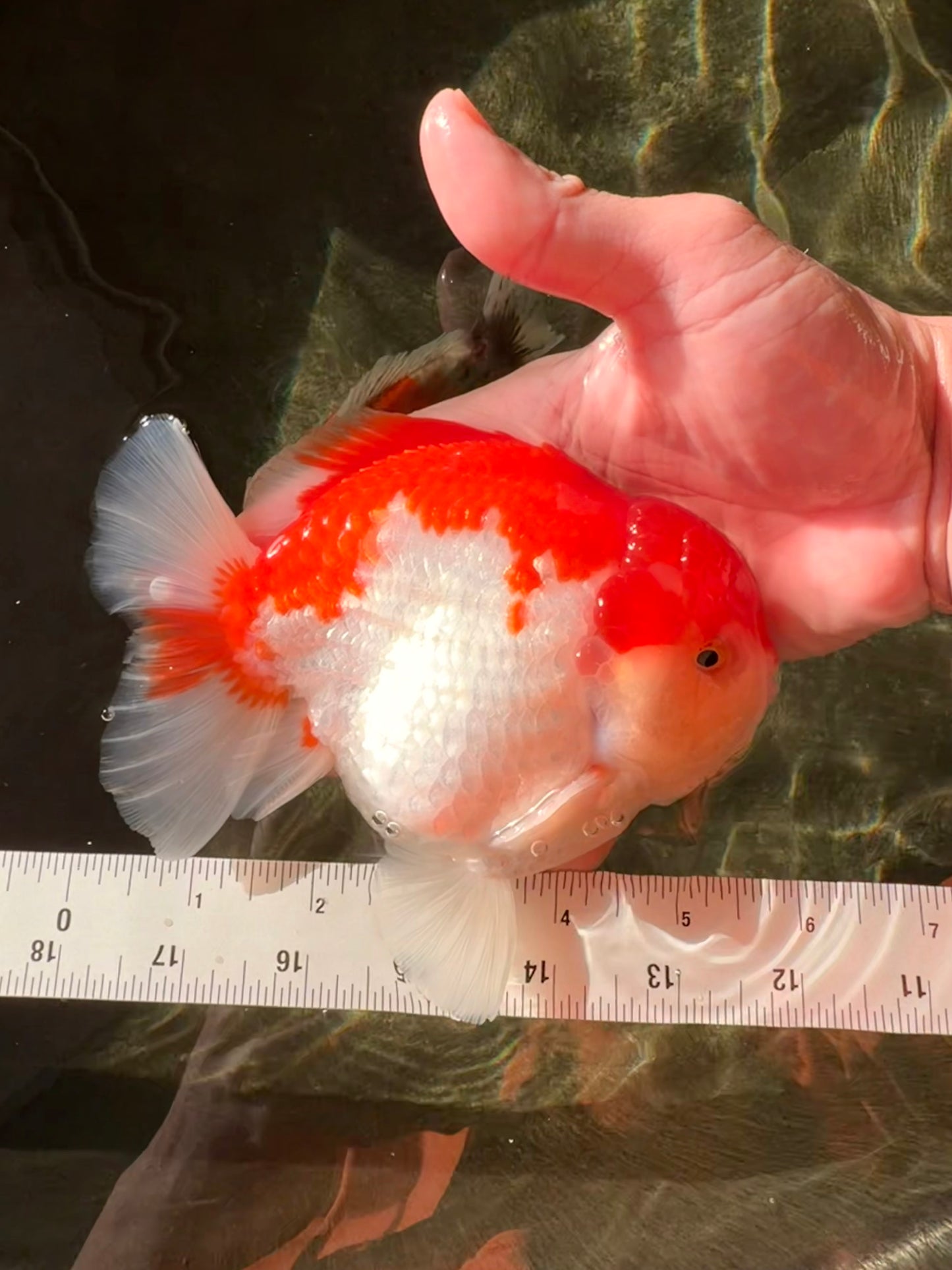 LITTLE BAO AAA Grade Red White Yuanbao Male 5.5 inches #032726YB_04