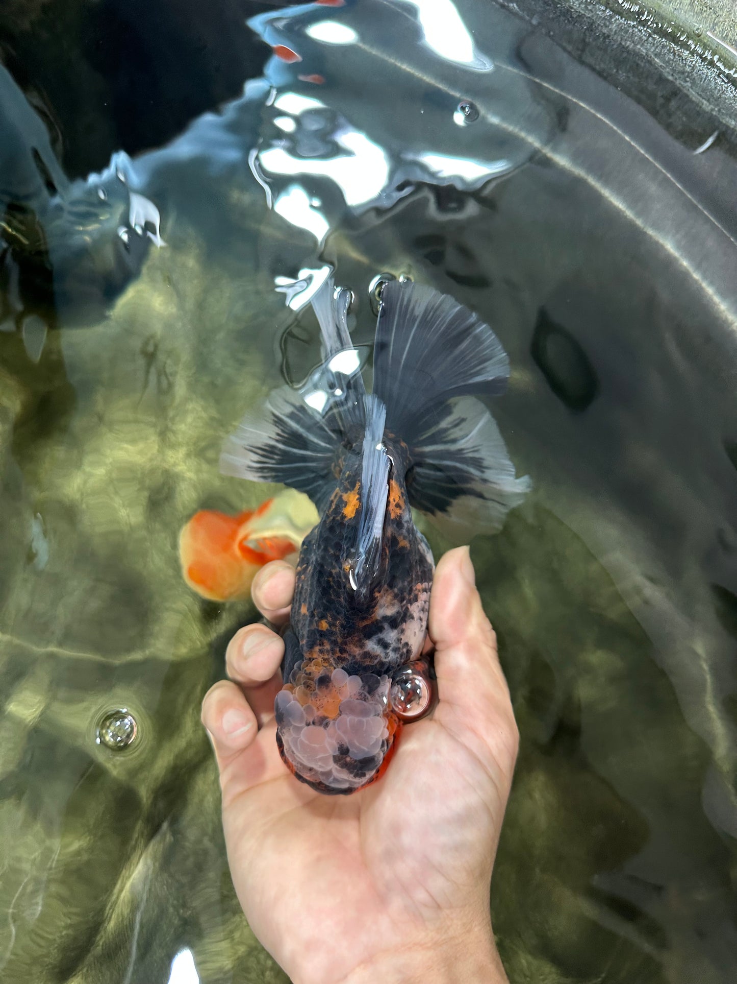 AAA Grade Chonky Kirin Oranda Male 6 inches #053025OR_26