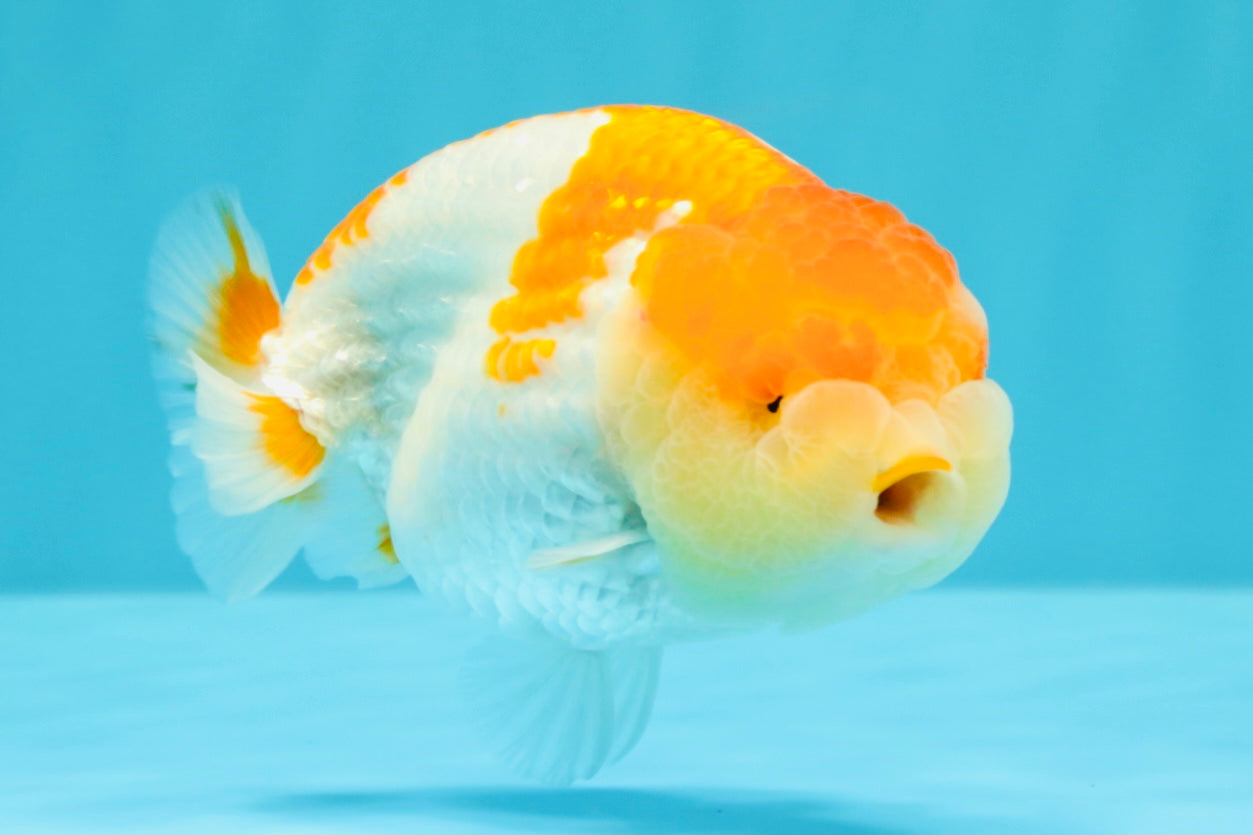 AAA Grade Dragon Head Kohaku Red White LionKing 4-4.5 inches #022726LC_29