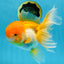 Orange White Oranda Female 5.5 inches #071125OR_07