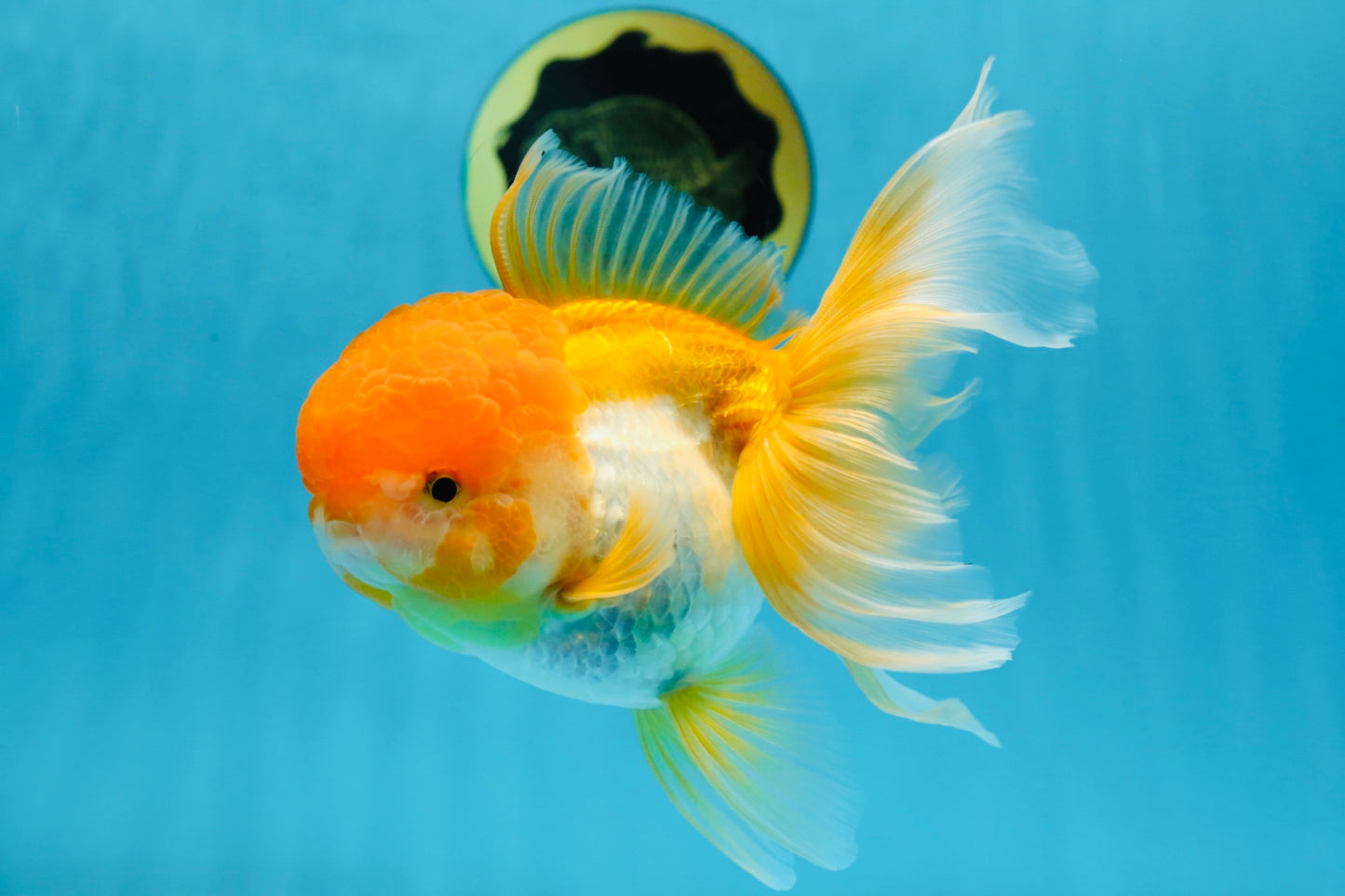 Orange White Oranda Female 5.5 inches #071125OR_07