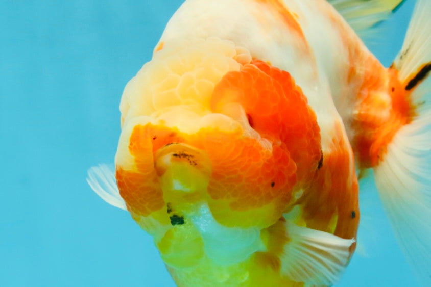 AAA Grade Godzilla Sakura Yuanbao Female 5.5 inches #050925YB_20