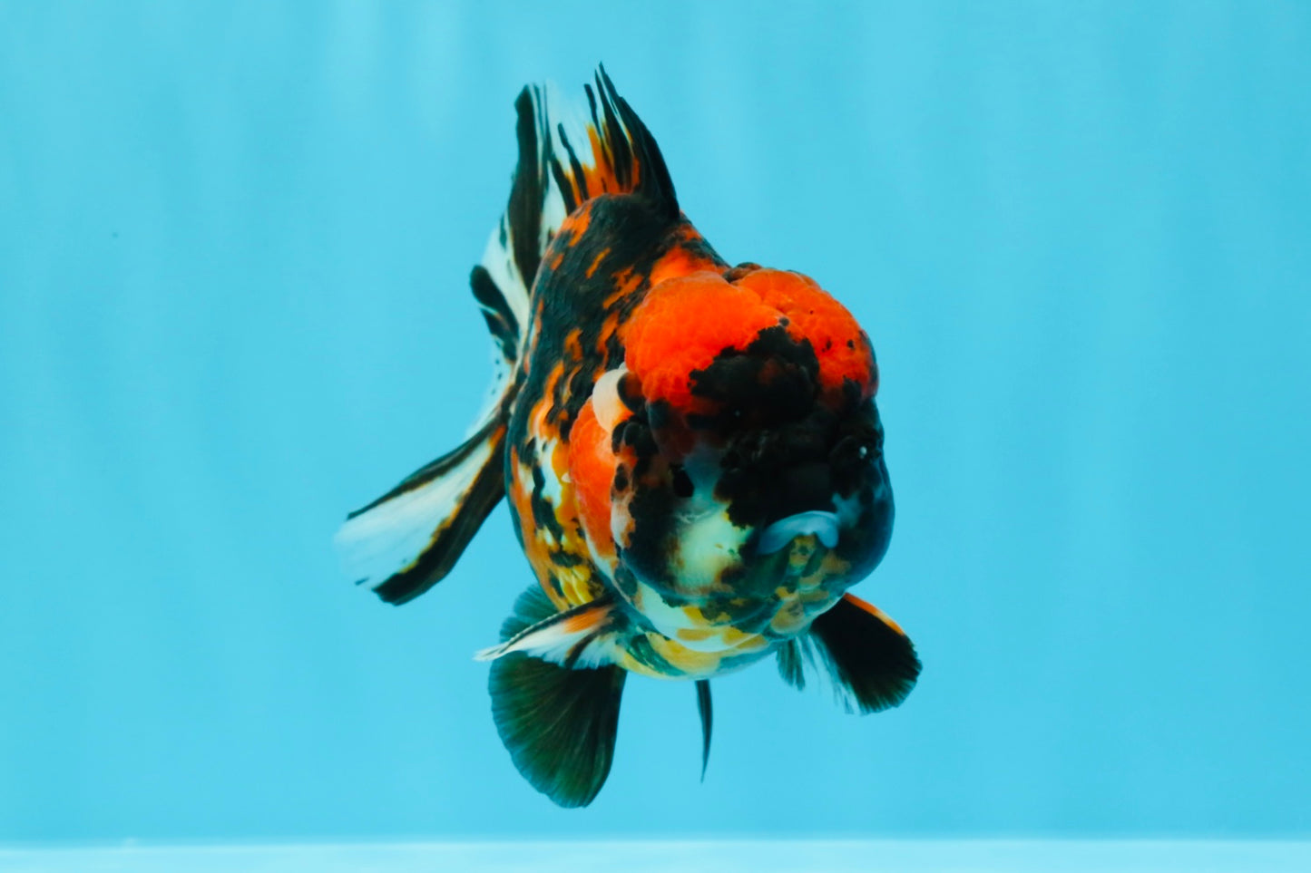 Tiger Yuanbao Male 4.5-5 inches #022726YB_06