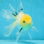 White Long Tail Oranda Male 5-5.5 inches #062025OR_15