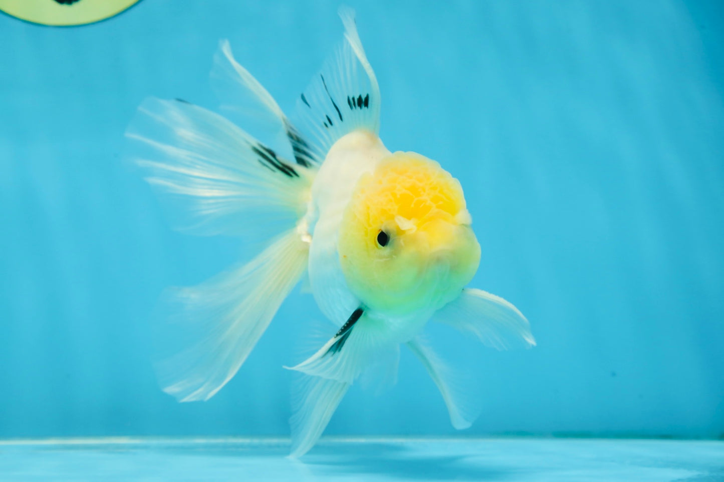 White Long Tail Oranda Male 5-5.5 inches #062025OR_15