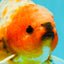 Calico Yuanbao Male 4.5-5 inches #073126YB_15