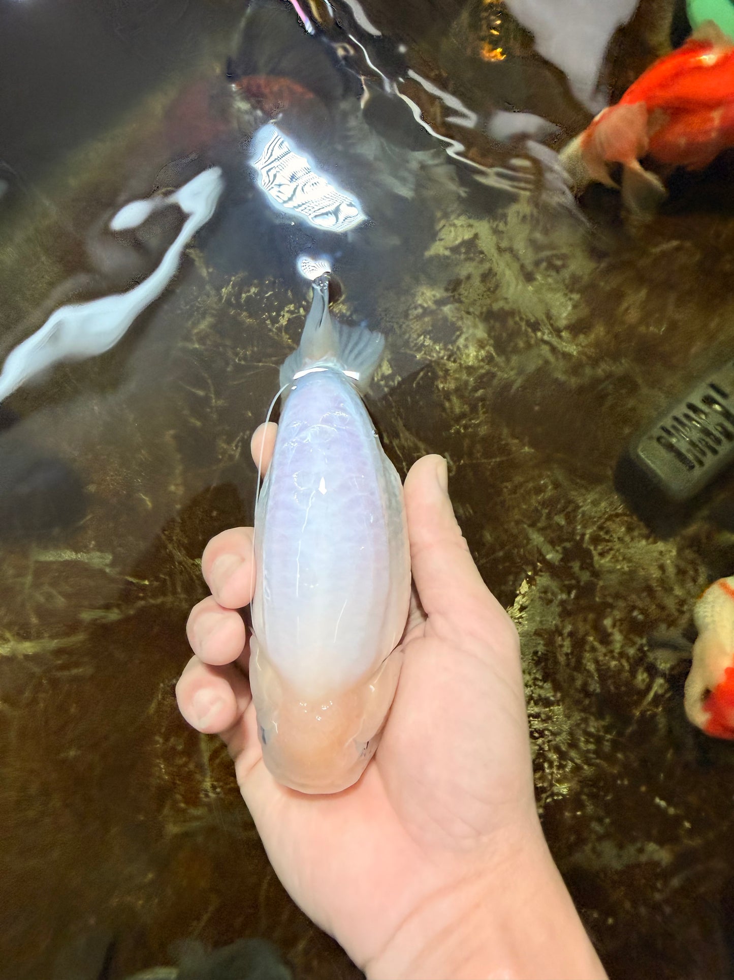 A Grade Snow White Sakura Ranchu Male 5.5 inches #110725RC_15