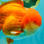 AAA Grade Super Red White Oranda Male 7.5-8 inches #061926OR_03