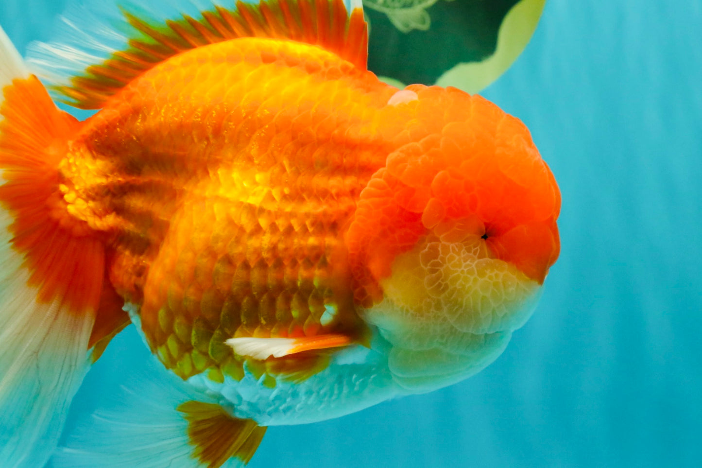 AAA Grade Super Red White Oranda Male 7.5-8 inches #061926OR_03