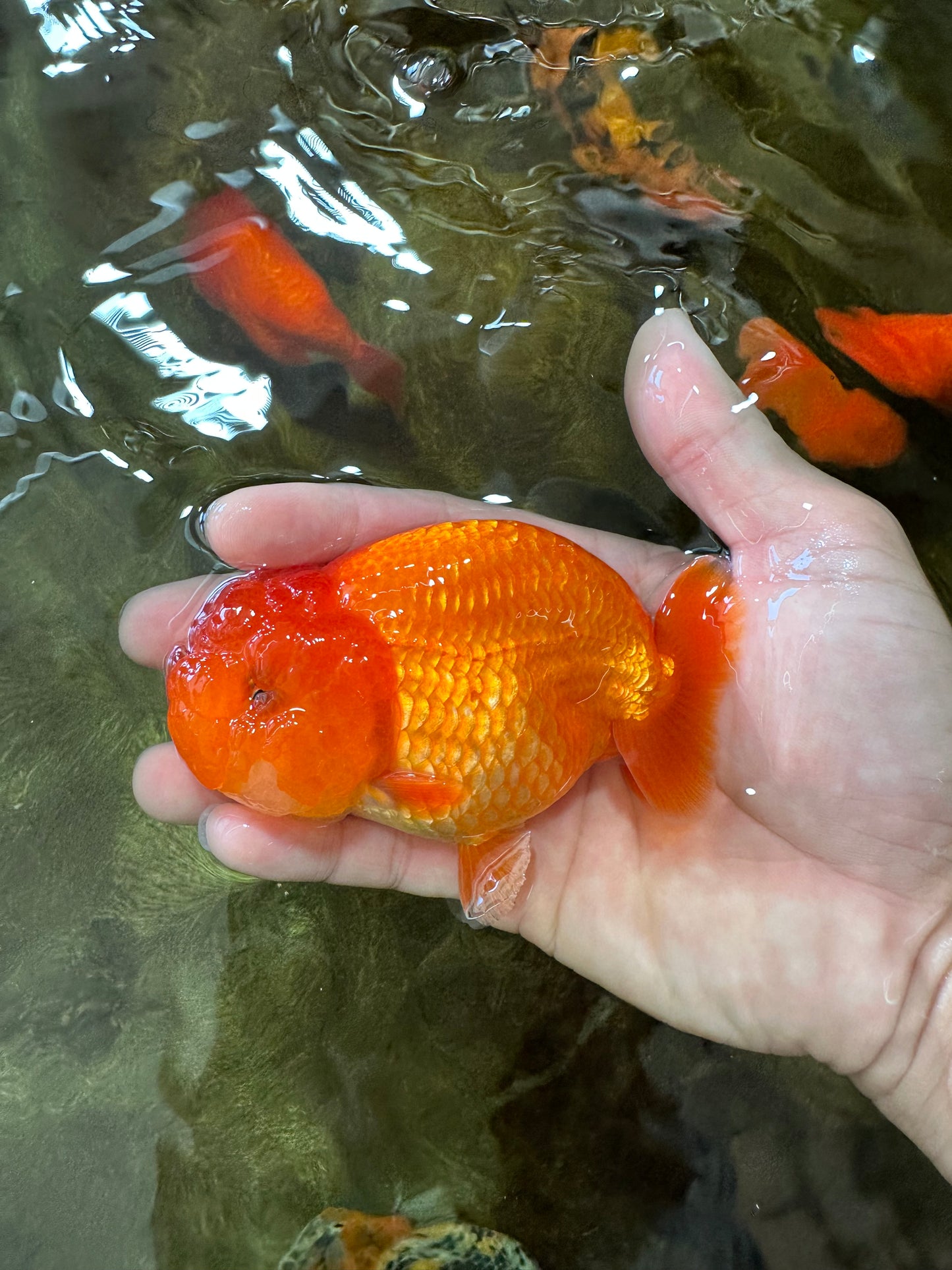 A Grade Solid Red LionKing 4 inches #062725LC_01