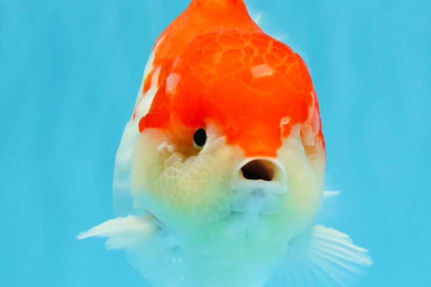 LITTLE BAO AAA Grade Red White Yuanbao Male 5.5 inches #032726YB_04