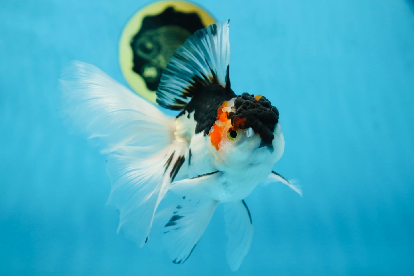 Tricolor Oranda Female 6 inches #090525OR_21