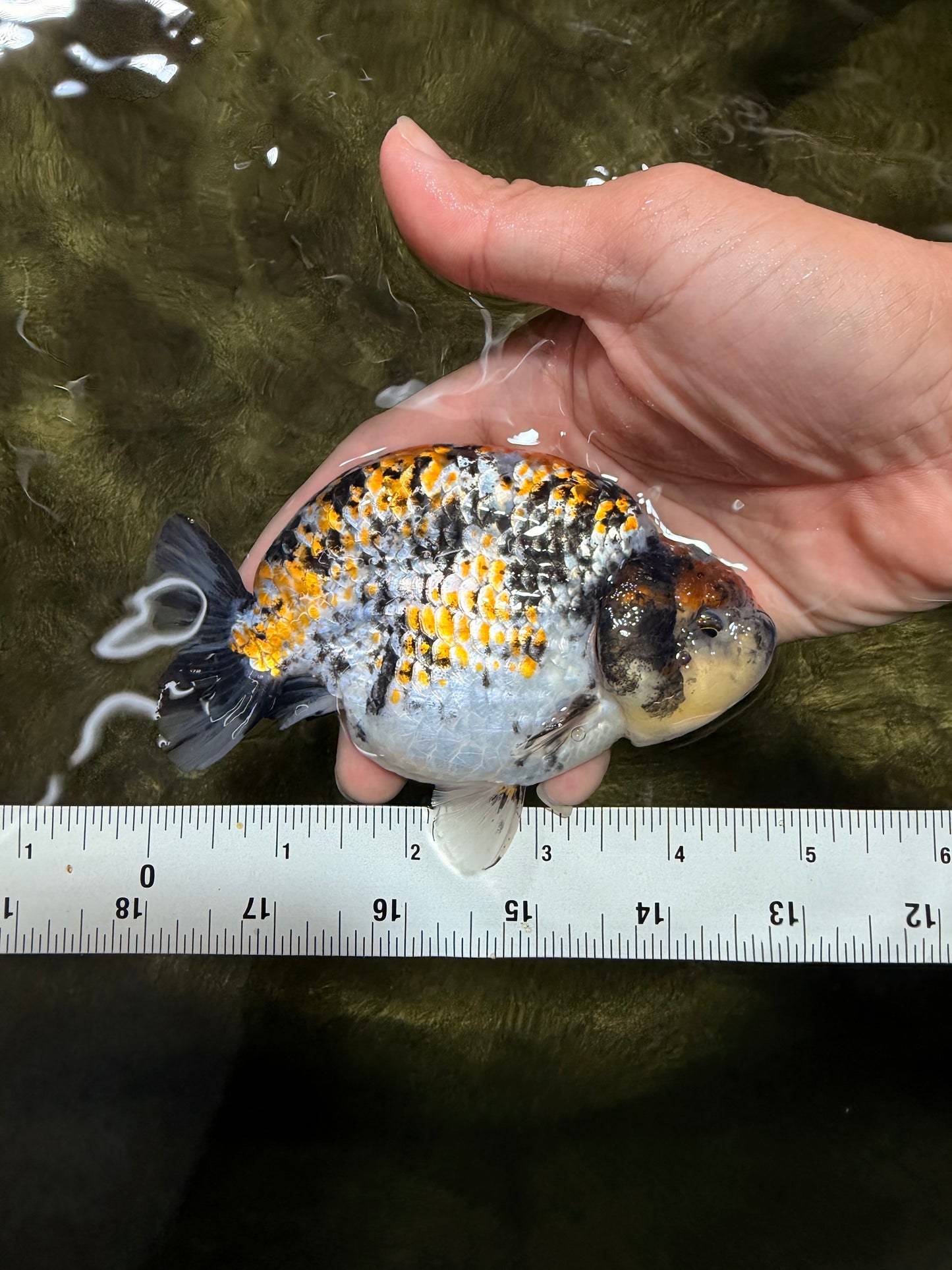 AAA Grade Special Tricolor Tiger Ranchu Male 4.5-5 inches #062626RC_08