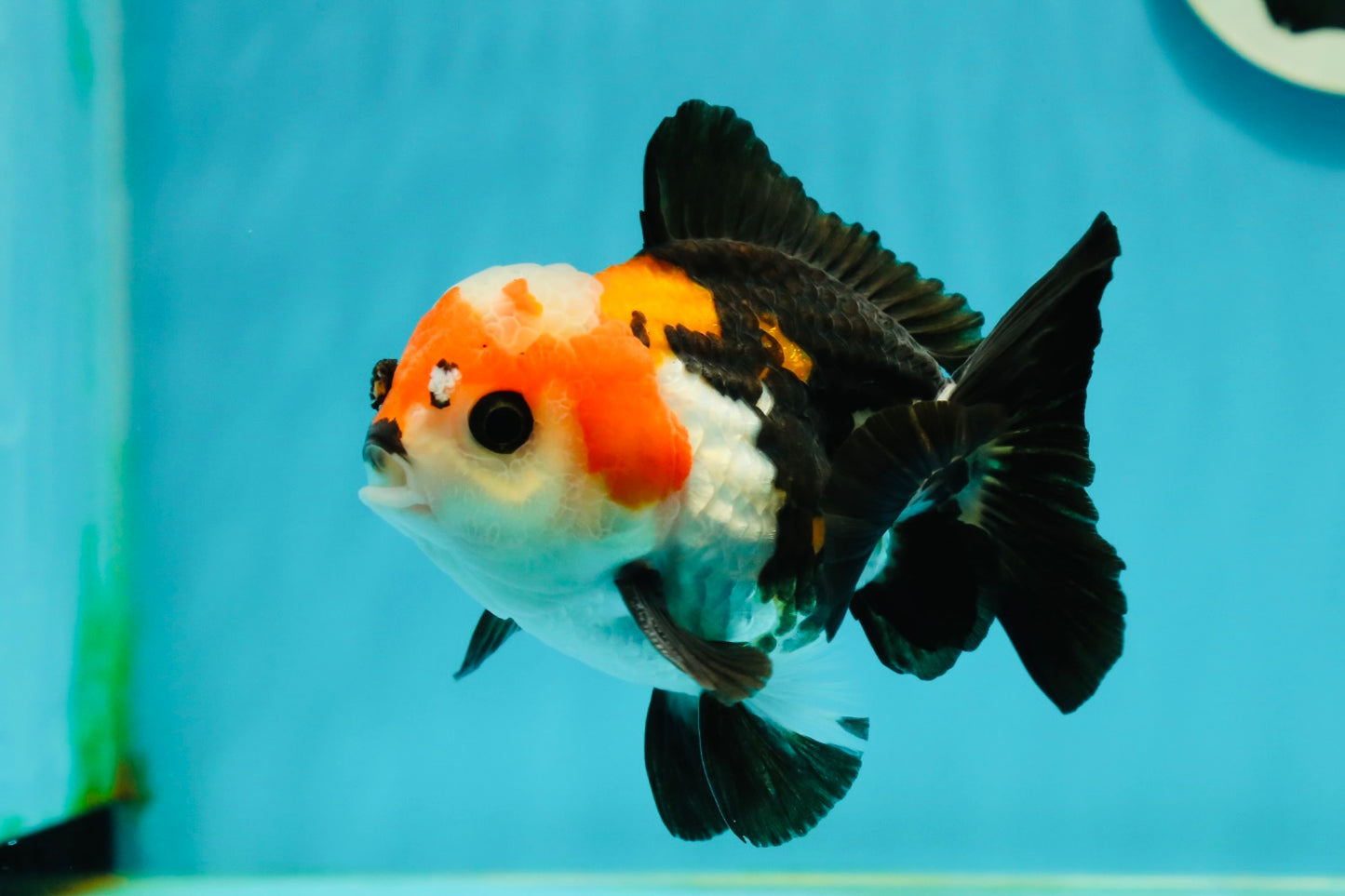 A Grade Tricolor Button Eyes Yuanbao Male 4-4.5 inches #112224YB_31