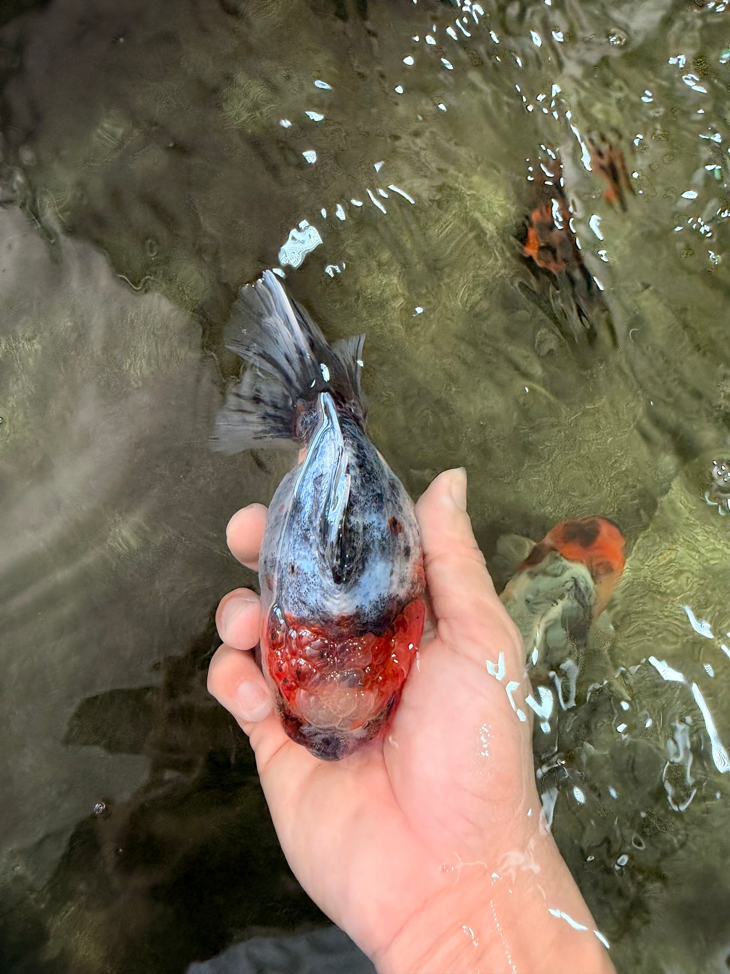 A Grade Kirin Oranda Female 5.5 inches #071726OR_16